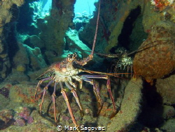 Big Bugs
Two nice bugs inside the wreck of the RMS Rhone by Mark Sagovac 